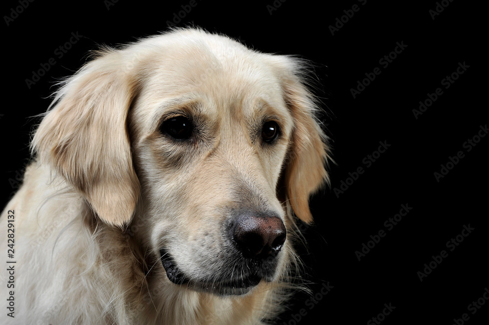 sad golden retriever portrait in a black studio