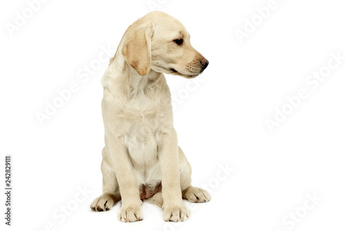 puppy labrador retriever sitting and looking sideways in a white studio