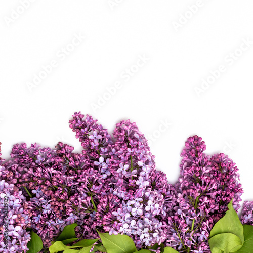 The beautiful lilac on white background. Place to insert text. Spring background. Flat  top view. Background for social networks.
