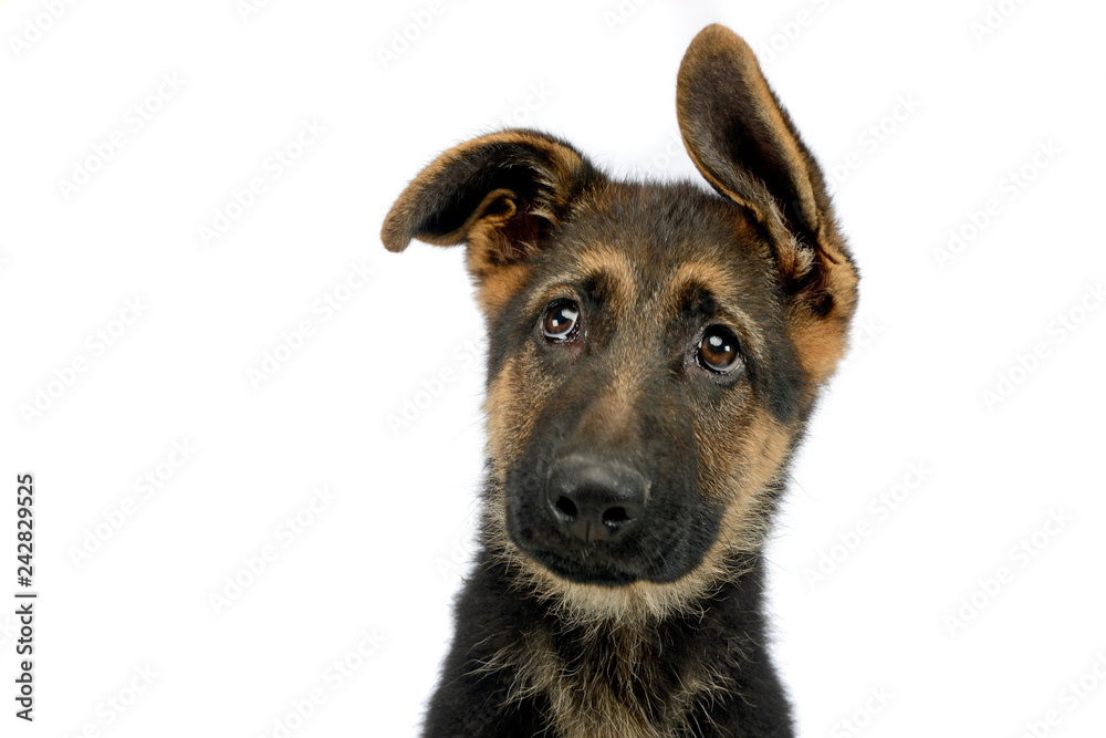 flying ears puppy german shepherd portrait in a white photo studio flying ears puppy german shepherd portrait in a white photo studio