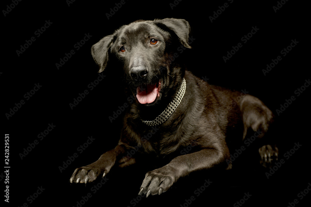 mixed breed black dog relaxing in a dark photo studio