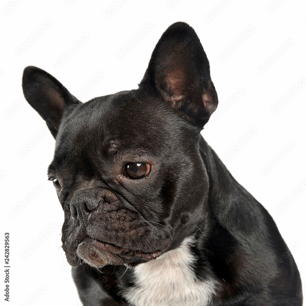 French bulldog looking down portrait in the white studio.