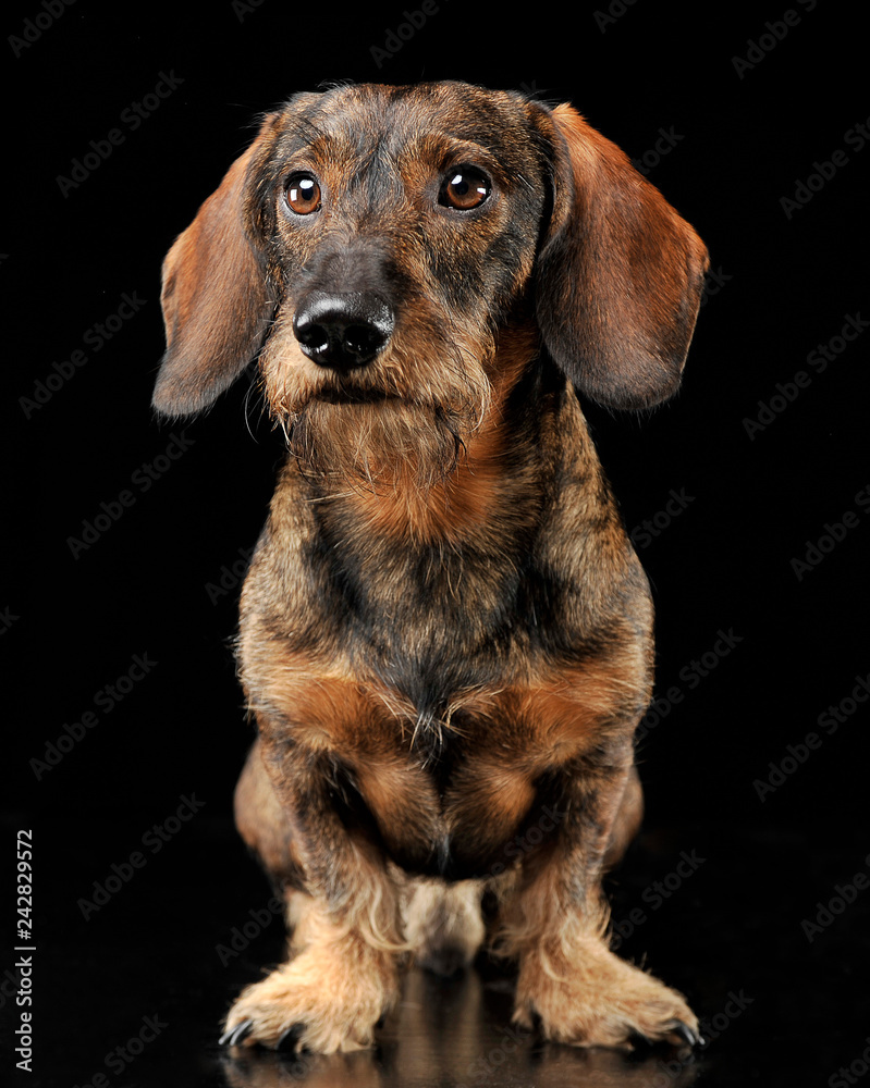 Wired hair dachshund standing in a black photo studio