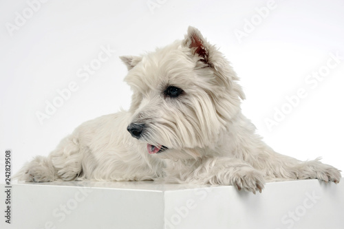 west highland white terrier relaxing in a big white cube