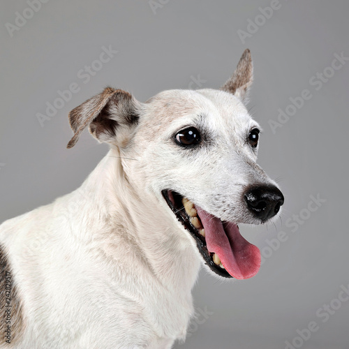 funny ears mixed breed dog portrait in gray studio © kisscsanad