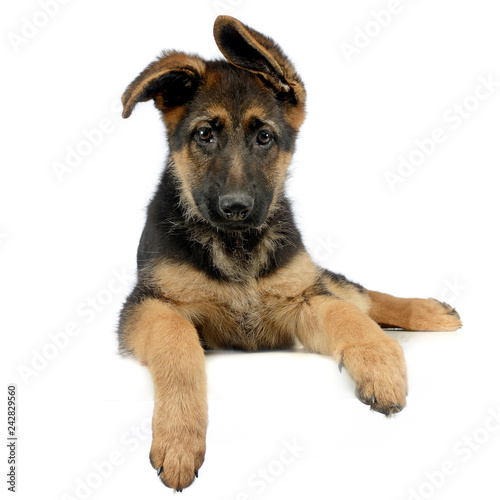flying ears puppy german shepherd relaxing in a white photo studio