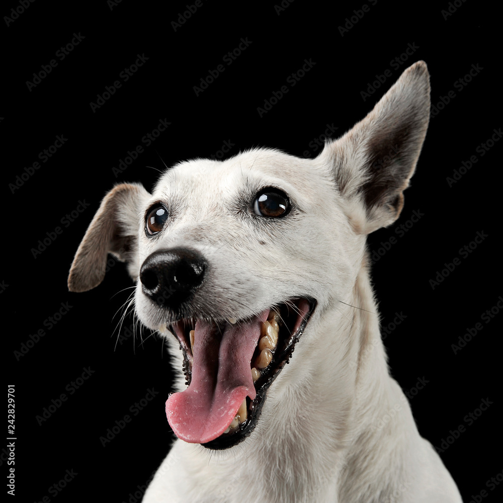 Mixed breed funny ears dog portrait in a dark photo studio Mixed breed funny ears dog portrait in a dark photo studio