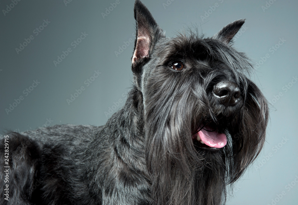 Miniature Schnauzer portrait in a gray studio background