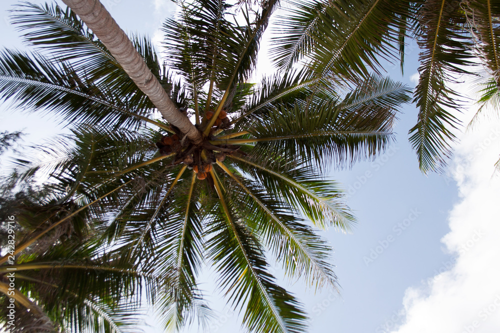 Palm tree branches with coconuts on thai seaside from a low angle view Palm tree branches with coconuts on thai seaside from a low angle view