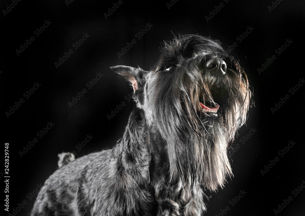 Miniature Schnauzer looking up in a black studio background Miniature Schnauzer looking up in a black studio background