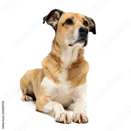 Mixed breed dog lying and looking in a white background