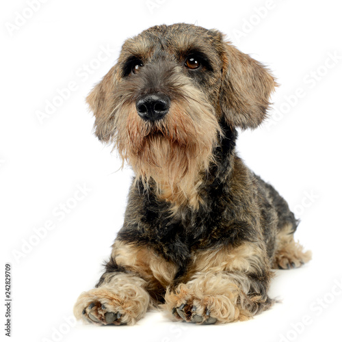 lovely puppy wired hair dachshund lying in white photo studio