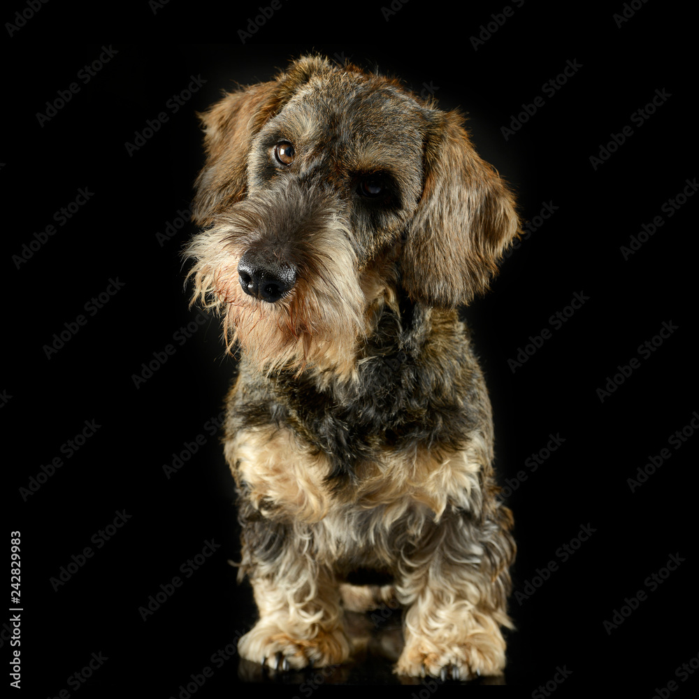 lovely wires hair dachshund looking  in a black photo studio