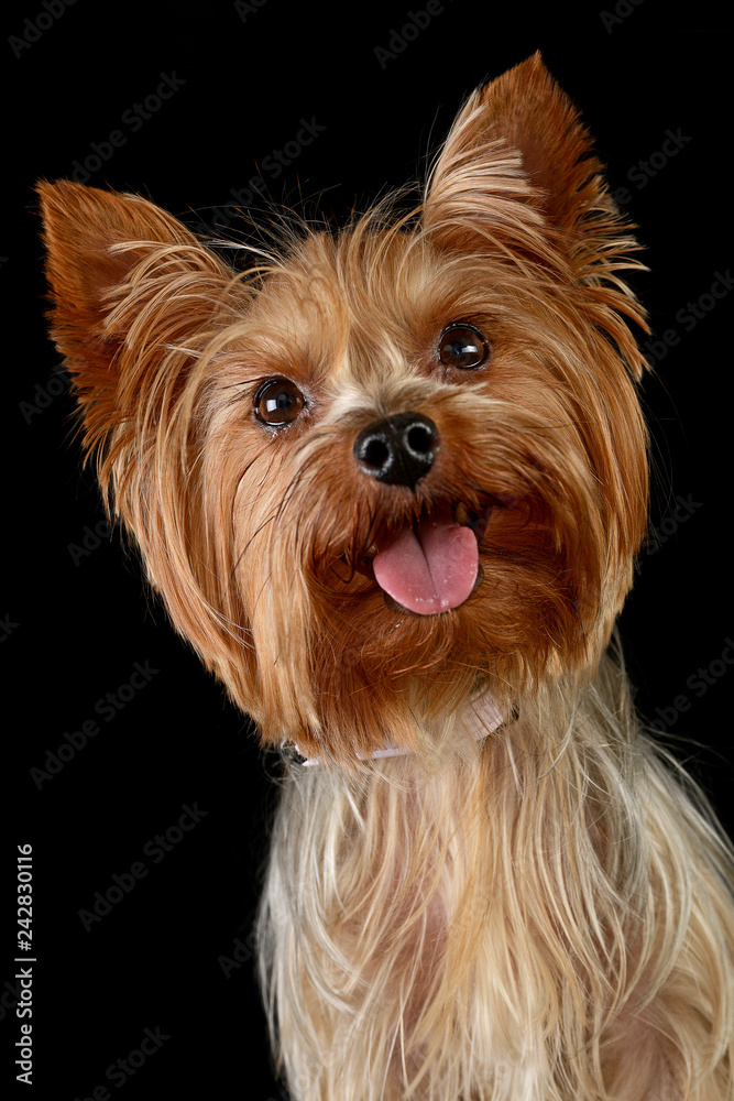 Naklejka premium cute yorkshire terrier in a black photo studio