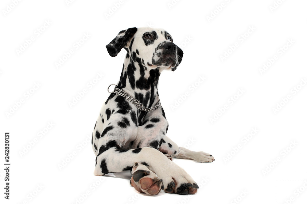 cute dalmatians lying with crossed legs in white background photo studio