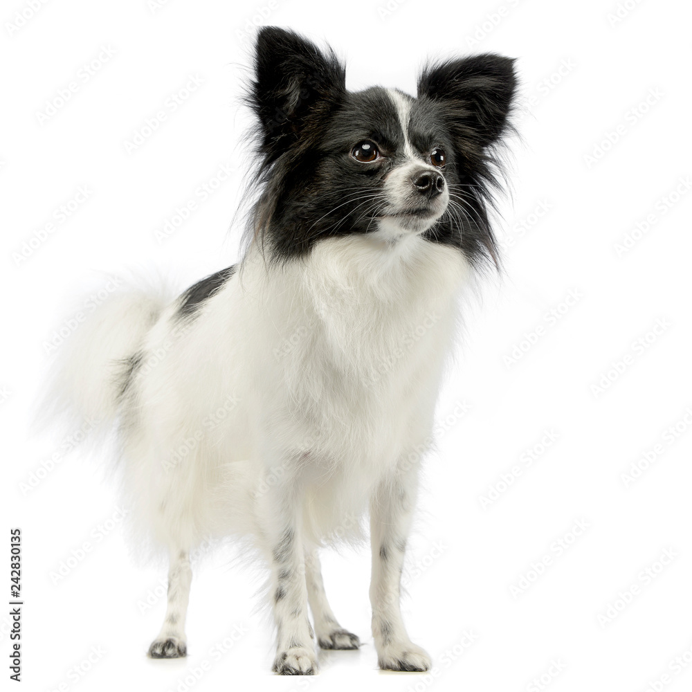 cute papillon standing in white photo studio cute papillon standing in white photo studio