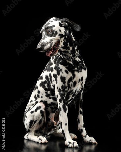 cute dalmatians in black background photo studio