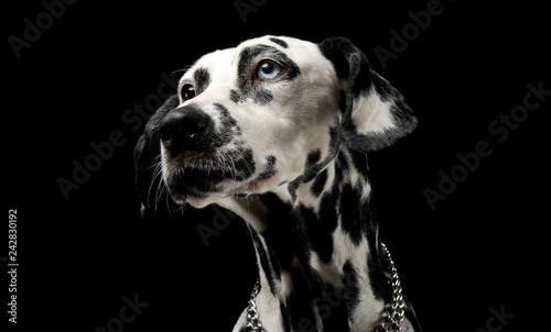 cute dalmatians portrait in black background photo studio