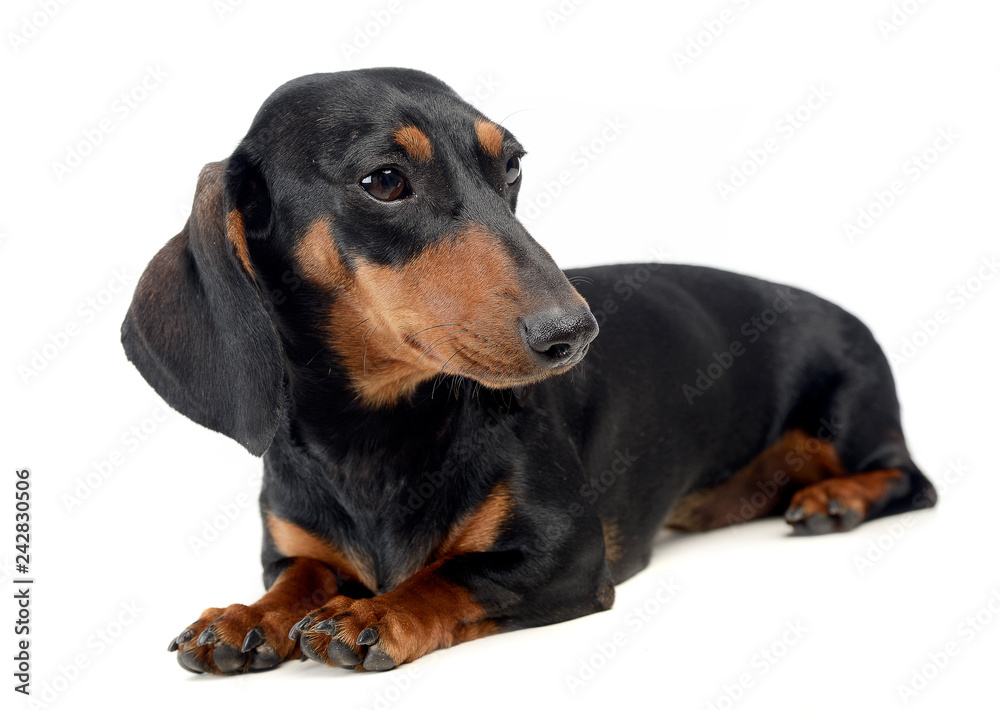 Dachshund in a white isolated background