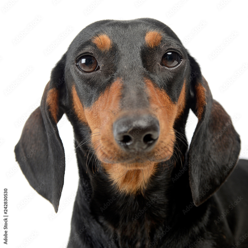 Dachshund in a white isolated background