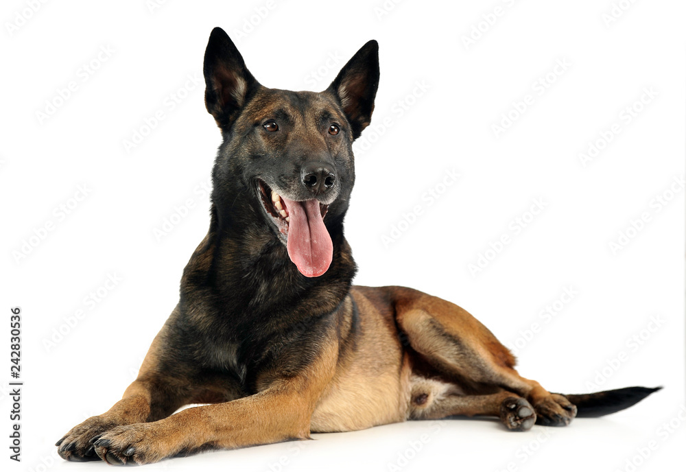 Belgian Malinois relaxing in a white background