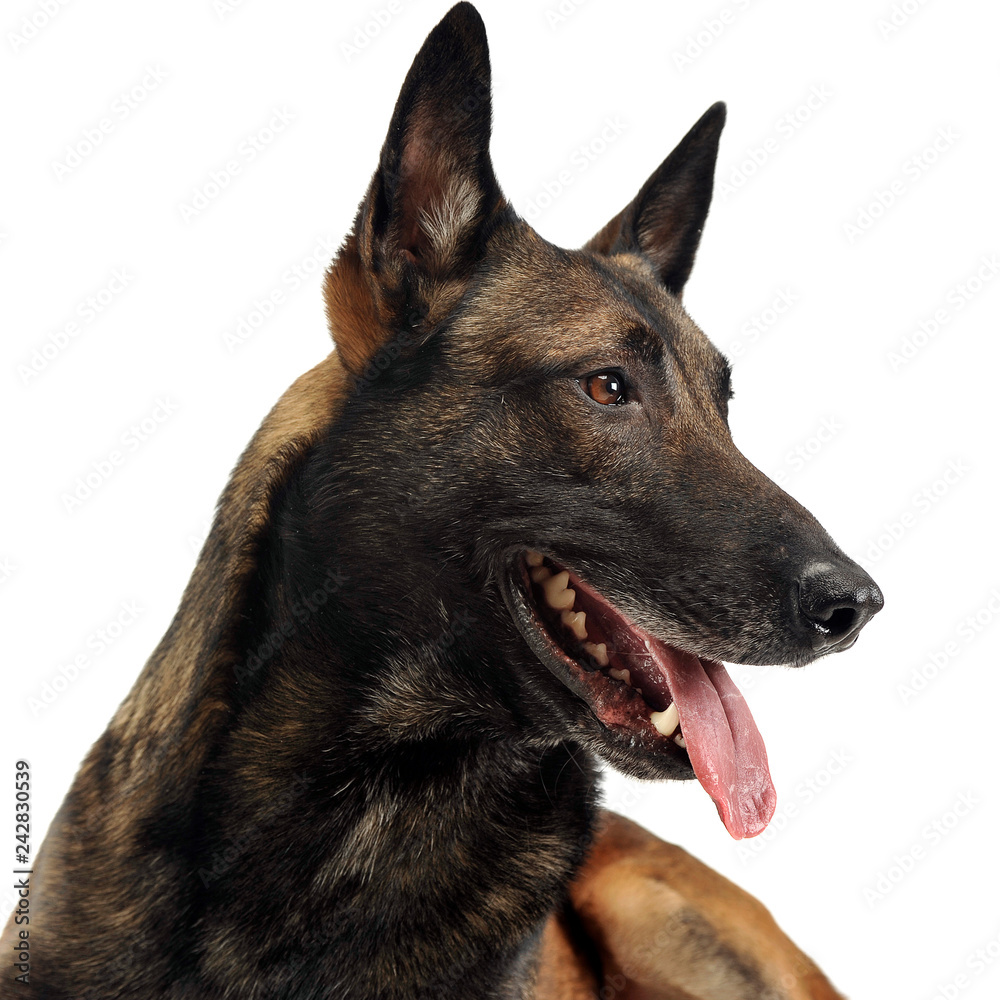 Belgian Malinois relaxing in a white background Belgian Malinois relaxing in a white background
