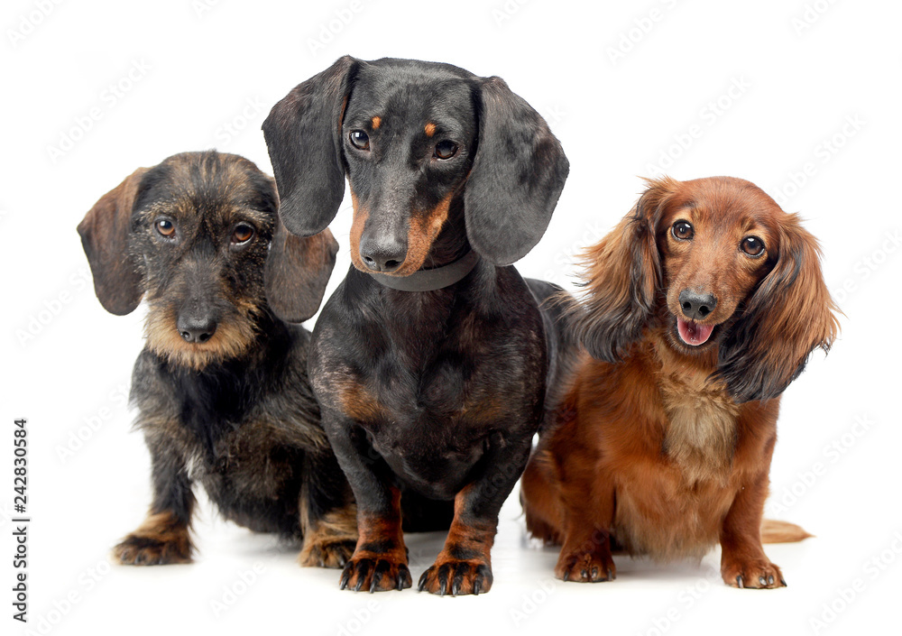smoot hair a wired hair and a long hair Dachshund in a white isolated background smoot hair a wired hair and a long hair Dachshund in a white isolated background