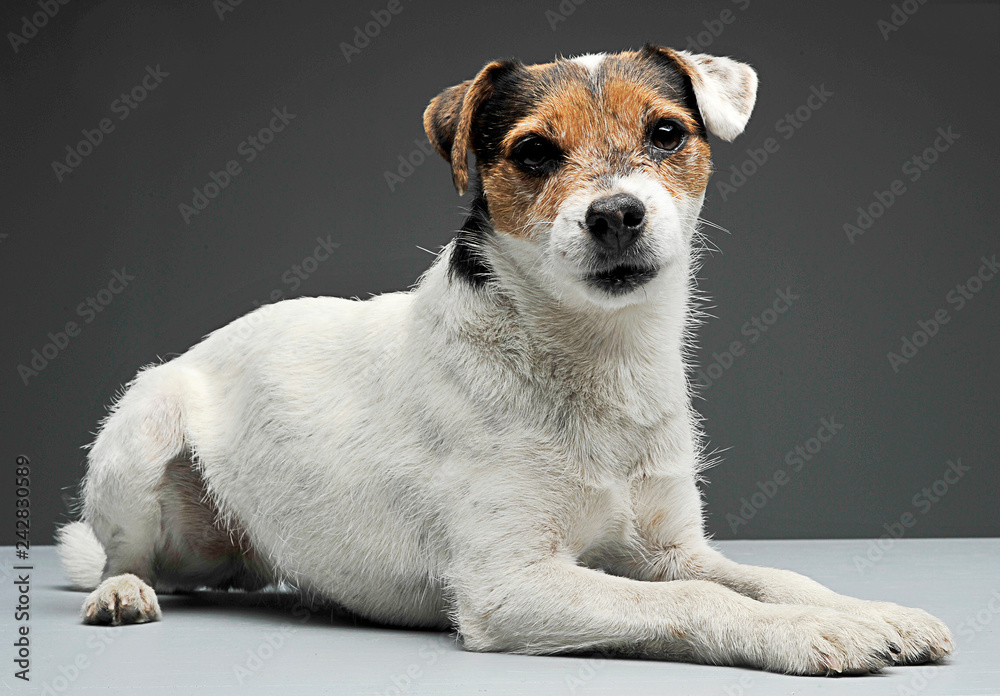 Parson Russell Terrier lying with in the gray photo studio Parson Russell Terrier lying with in the gray photo studio