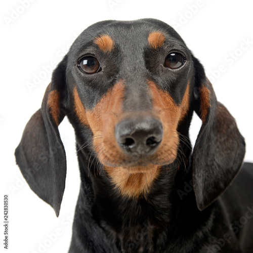 Dachshund in a white isolated background © kisscsanad