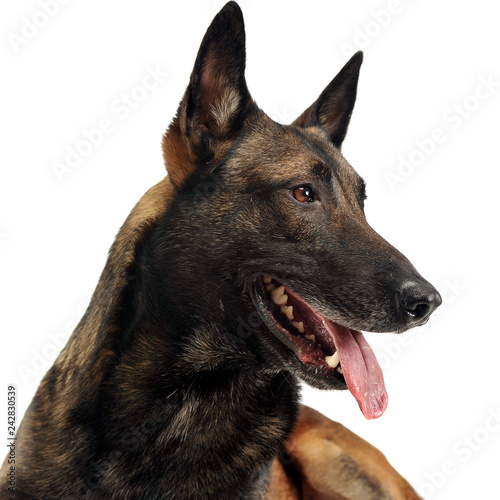 Belgian Malinois relaxing in a white background