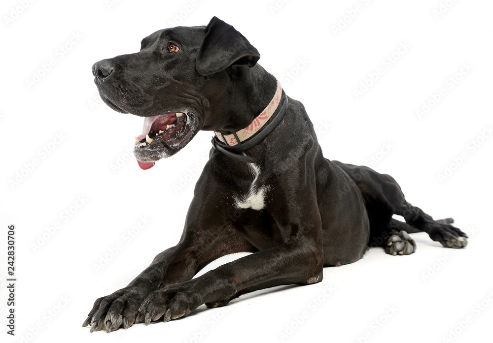 Obraz premium Deutsche Dogge in the isolated white background