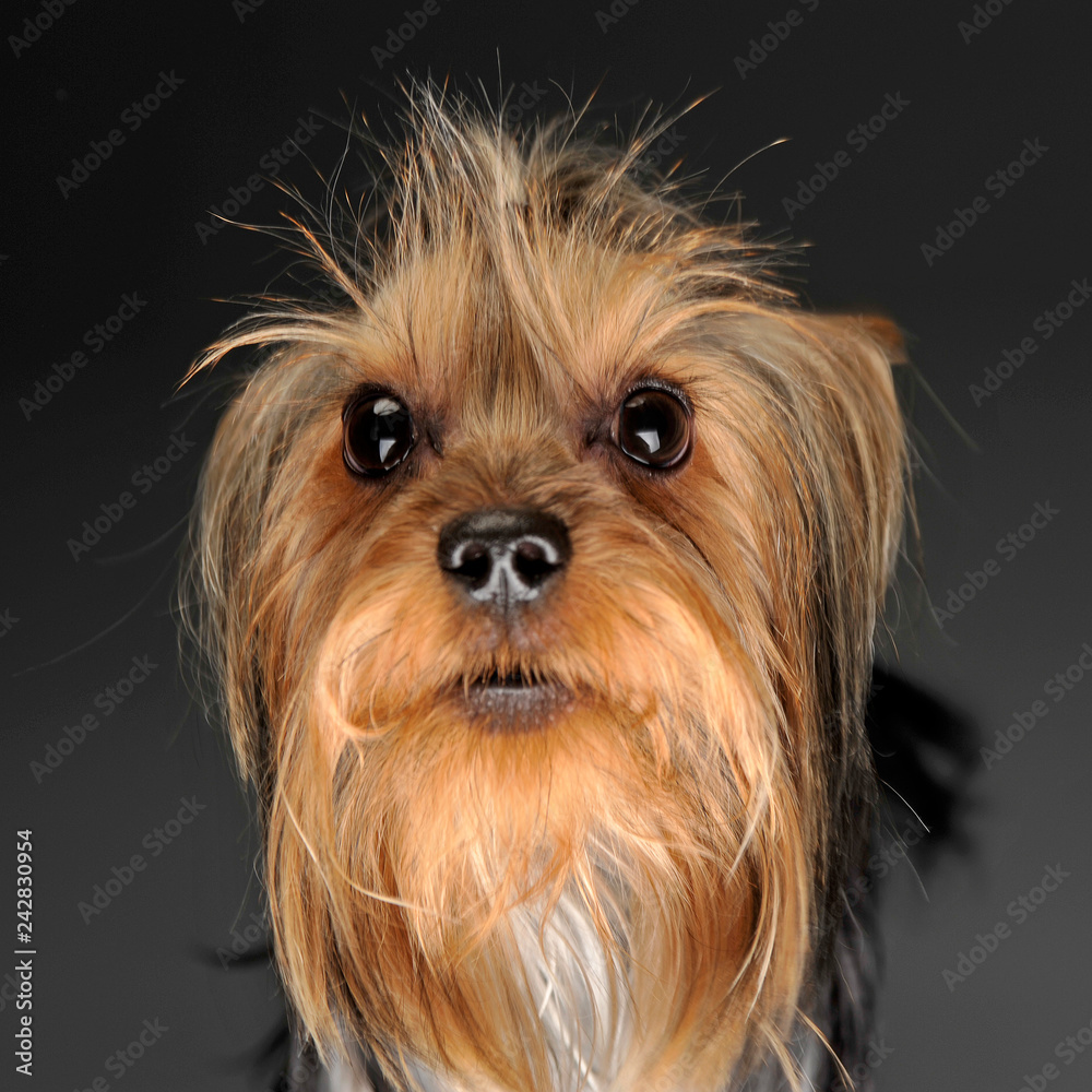 Naklejka premium yorkshire terrier looking into a fish eye lent