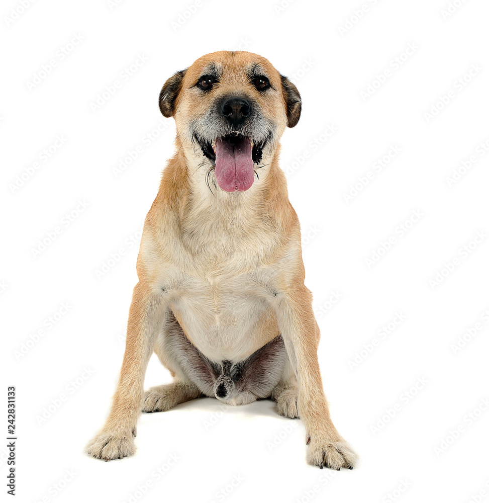 Brown color wired hair mixed breed dog in a white studio