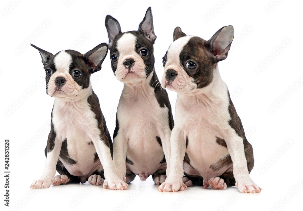 Three Puppy Boston terrier in a white photo studio