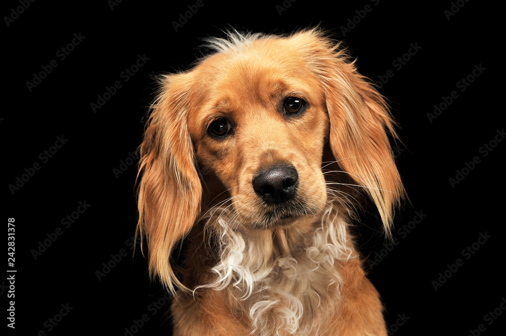Mixed breed brown funny dog in a dark studio