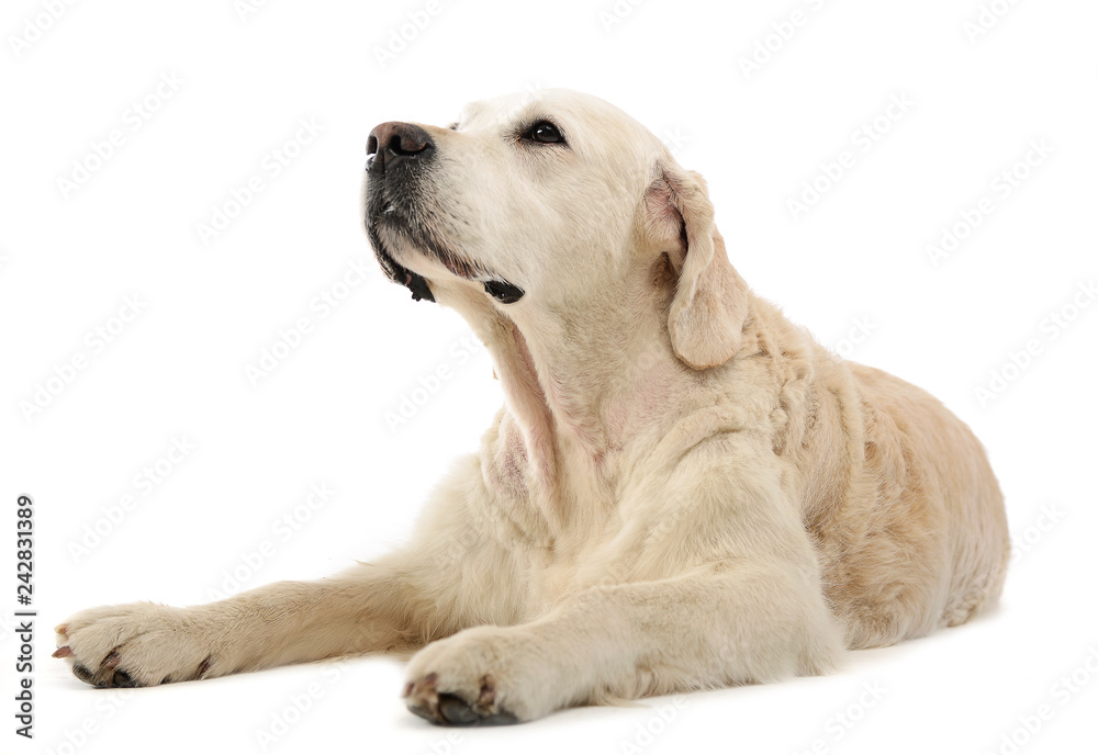 Happy labrador retriever posing in white photo studio