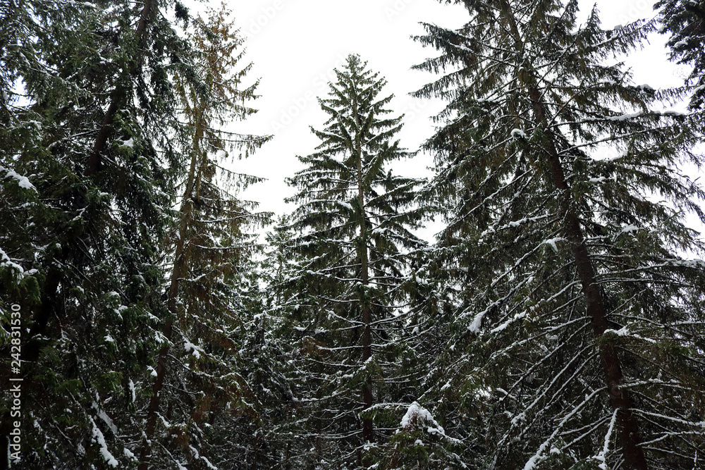 winter forest