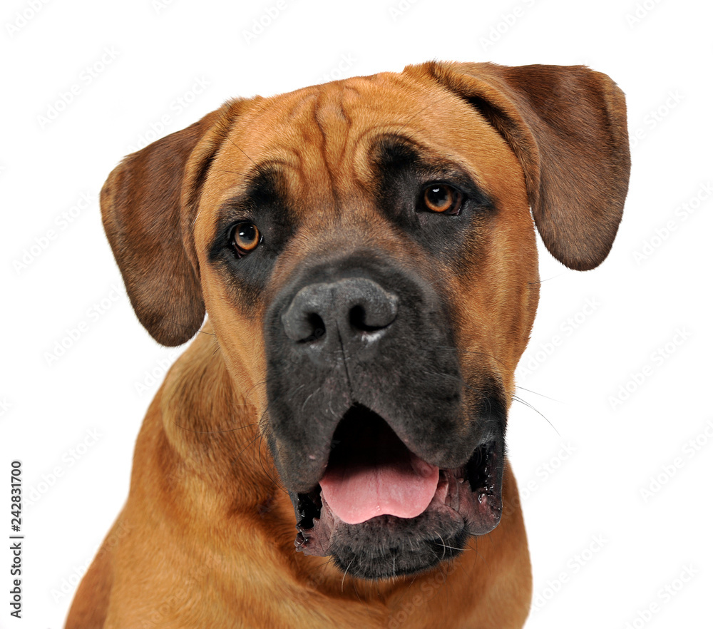 Puppy Cane Corso in white background photo studio