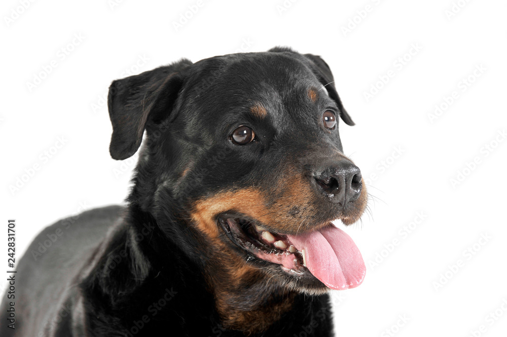 Rottweiler lying in the white studio floor Rottweiler lying in the white studio floor