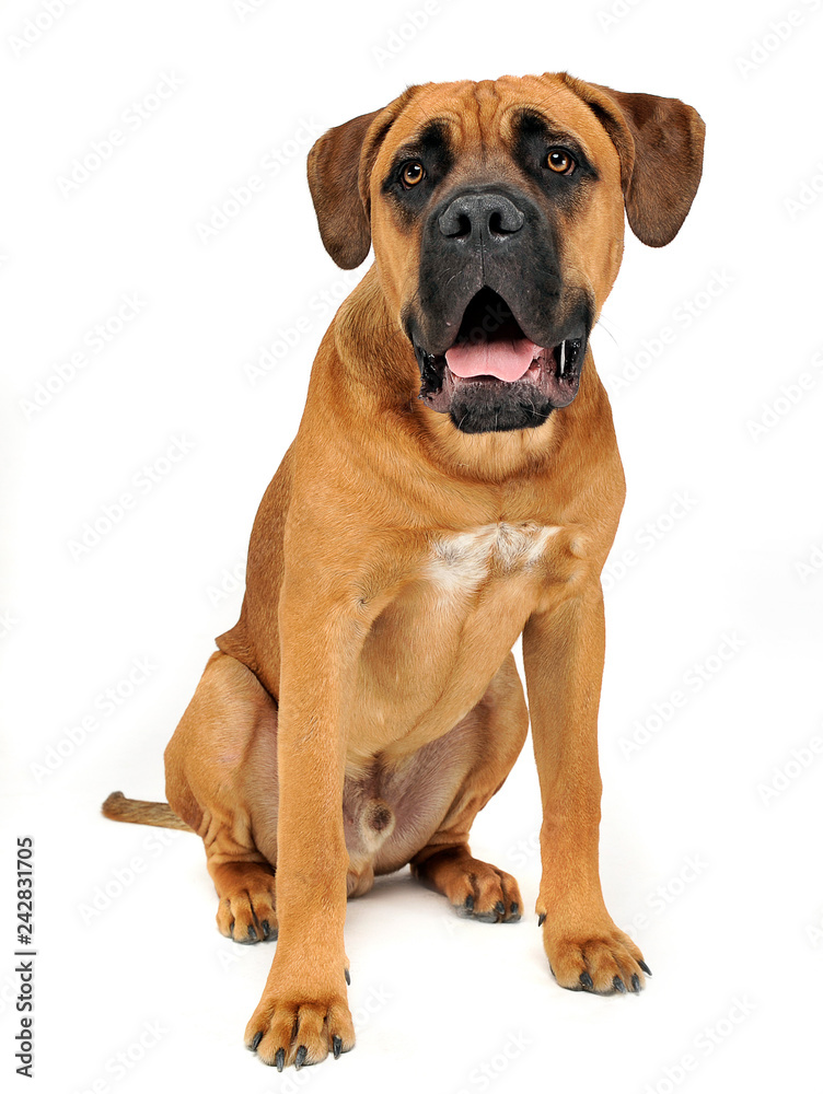 Fototapeta premium Puppy Cane Corso in white background photo studio