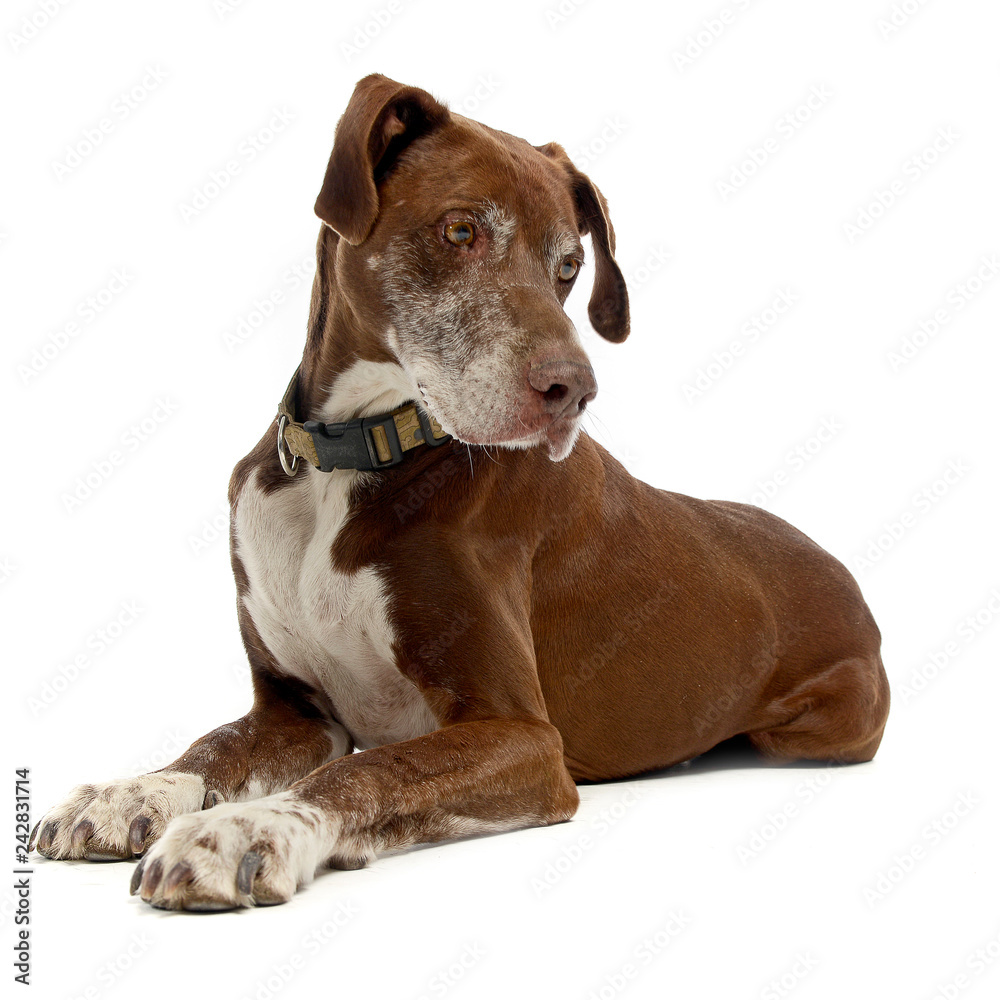 brown Great Dane portrait in a white studio background