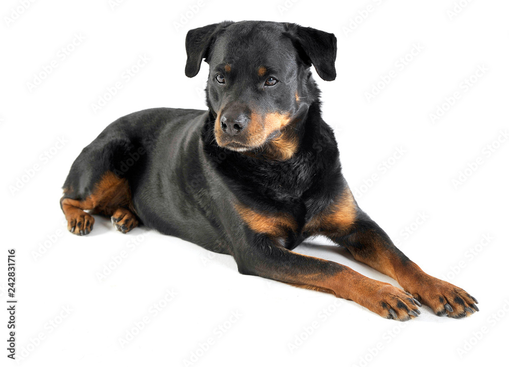 Rottweiler lying in the white studio floor