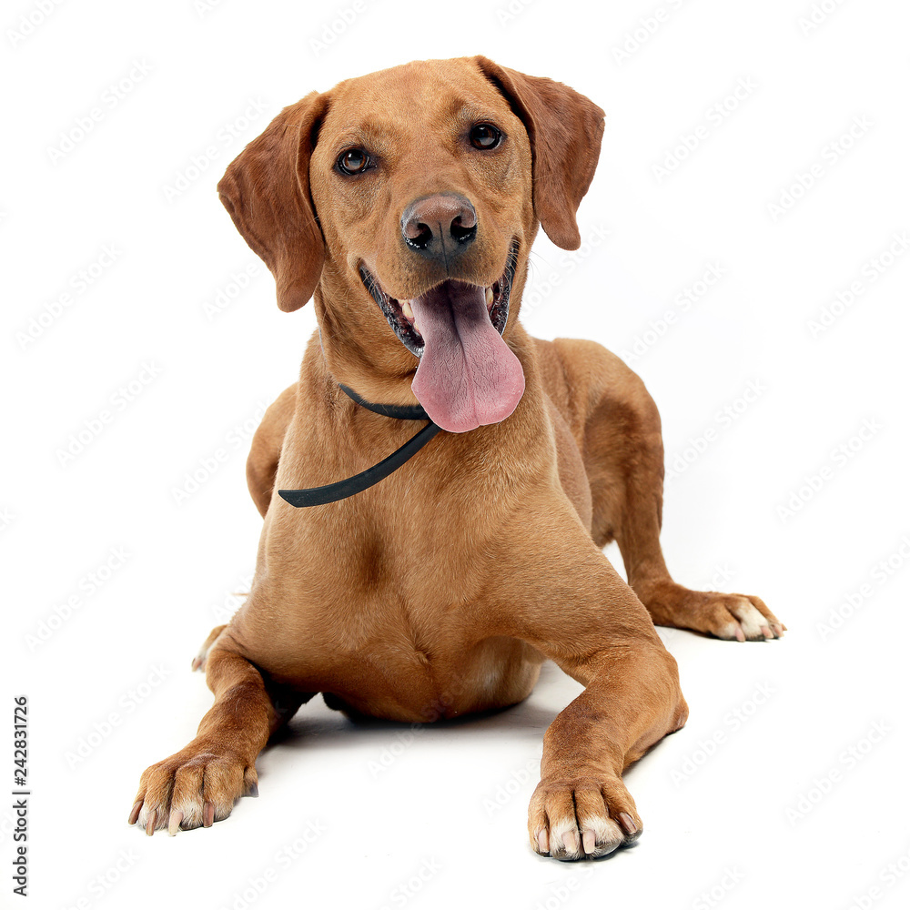 brown mixed breed dog in a white background