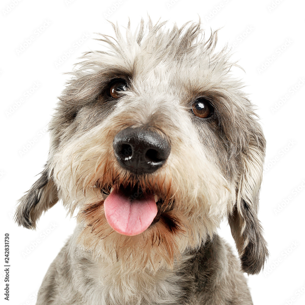 Wired hair dachshund portrait in white background