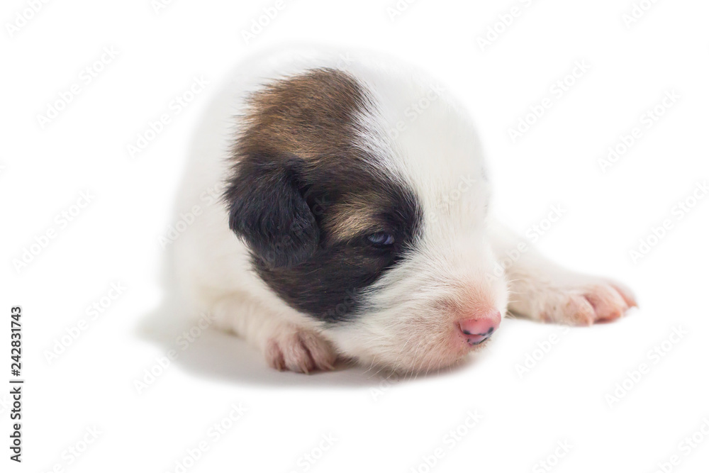 Cute puppy white background Bangkaew Thai dog Cute puppy white background Bangkaew Thai dog