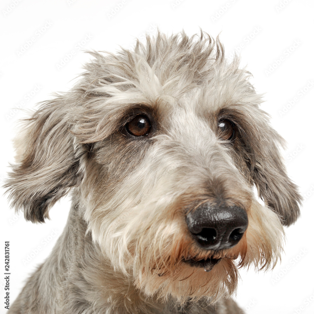 Wired hair dachshund portrait in white background