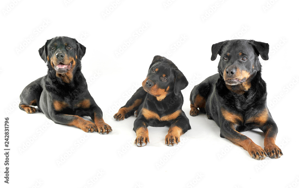 Three Rottweilers are lying in the white studio floor Three Rottweilers are lying in the white studio floor
