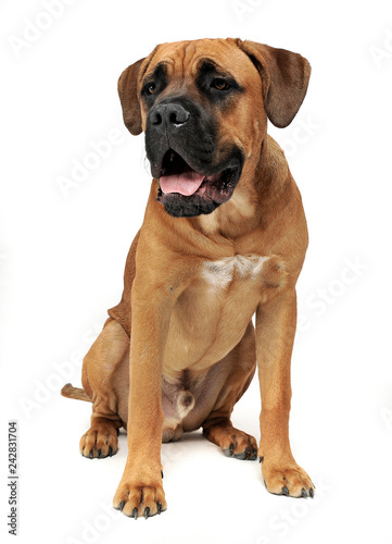 Puppy Cane Corso in white background photo studio