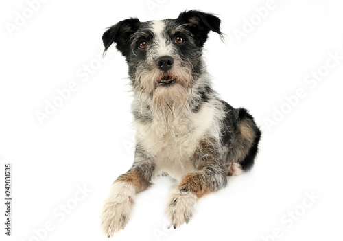 Mixed breed wired hair dog in a white studio