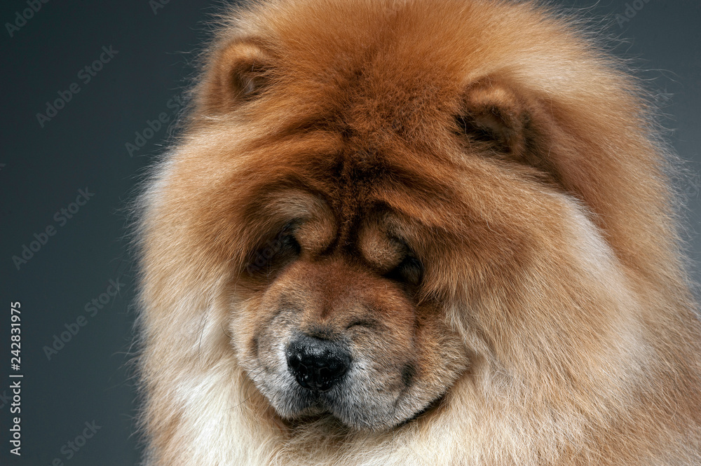 Chow chow in a gray photo studio